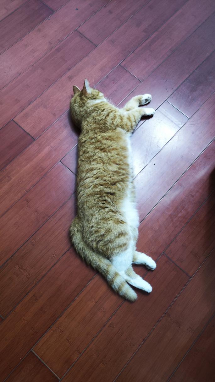 瘫在人类腿上刚睡醒的橘猫