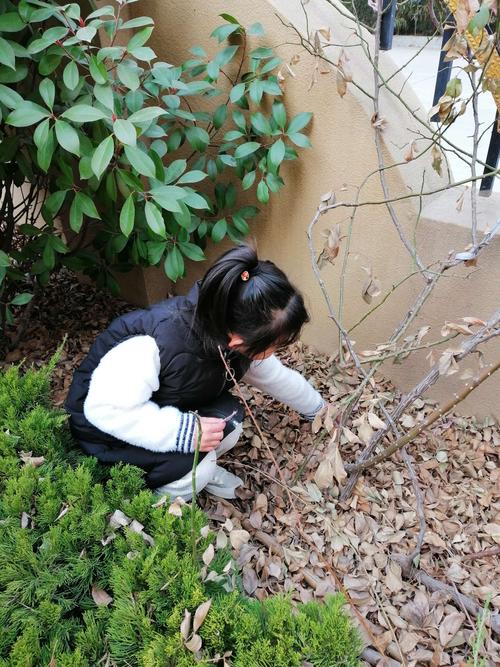 五岁小孩蹲在小区桂花树下捡落花
