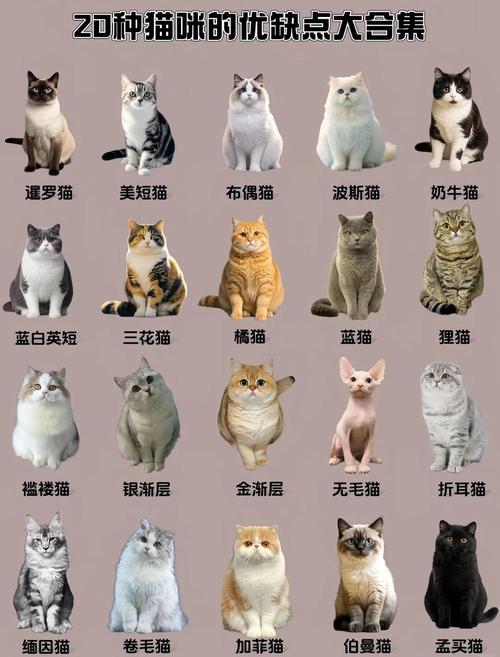 哪几种猫最容易中招？