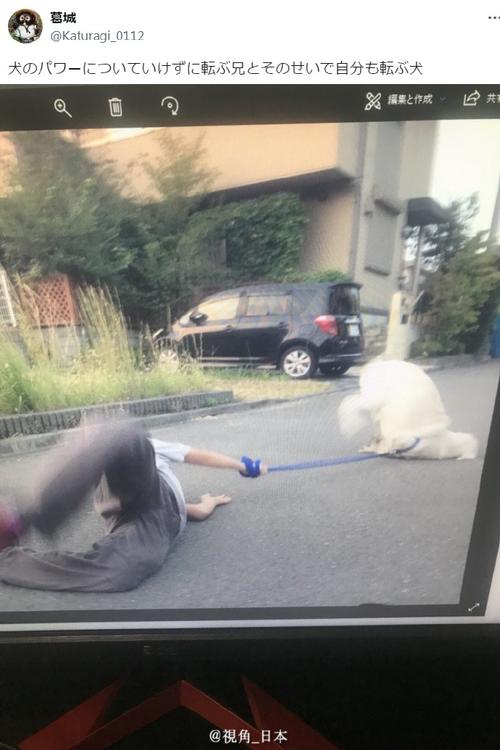 错误遛狗人被狗狗拖拽场景图
