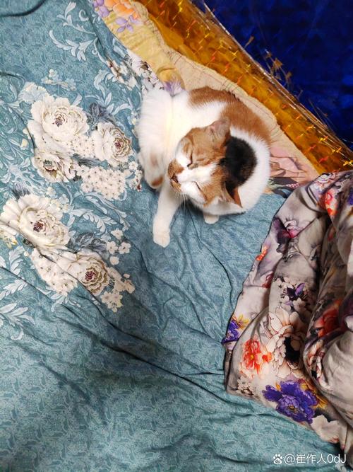 三花猫趴在人类腿上打呼的客厅居家实拍