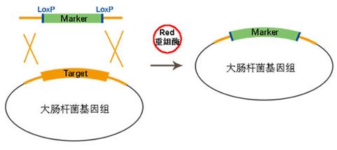 大肠杆菌基因组敲除区域对比示意图