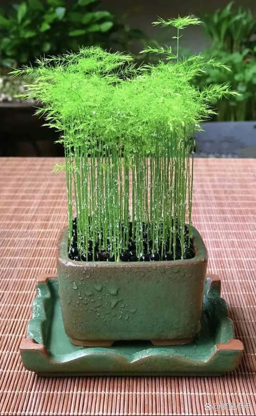 插在向阳绿植盆土中的竹片湿度检测方法