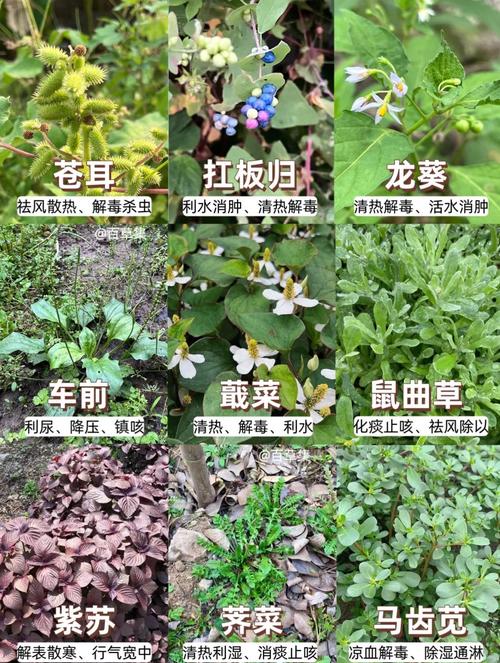 🌿 绿化带和杂草的区别