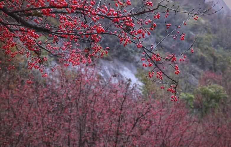 南漳山茱萸:深秋深山里的一抹惊艳-南漳旅游