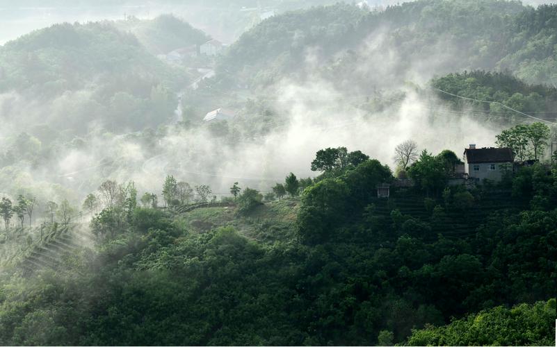 湖北南漳磨坪高山云雾茶园春景