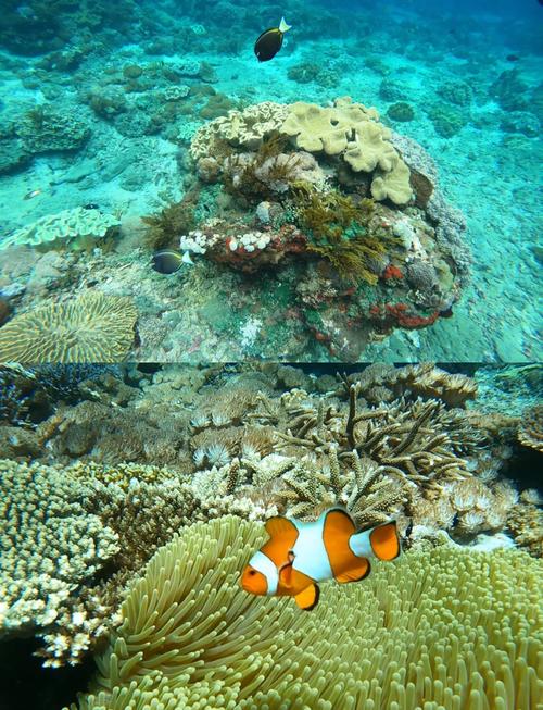 巴厘岛蓝梦岛魔鬼鱼浮潜