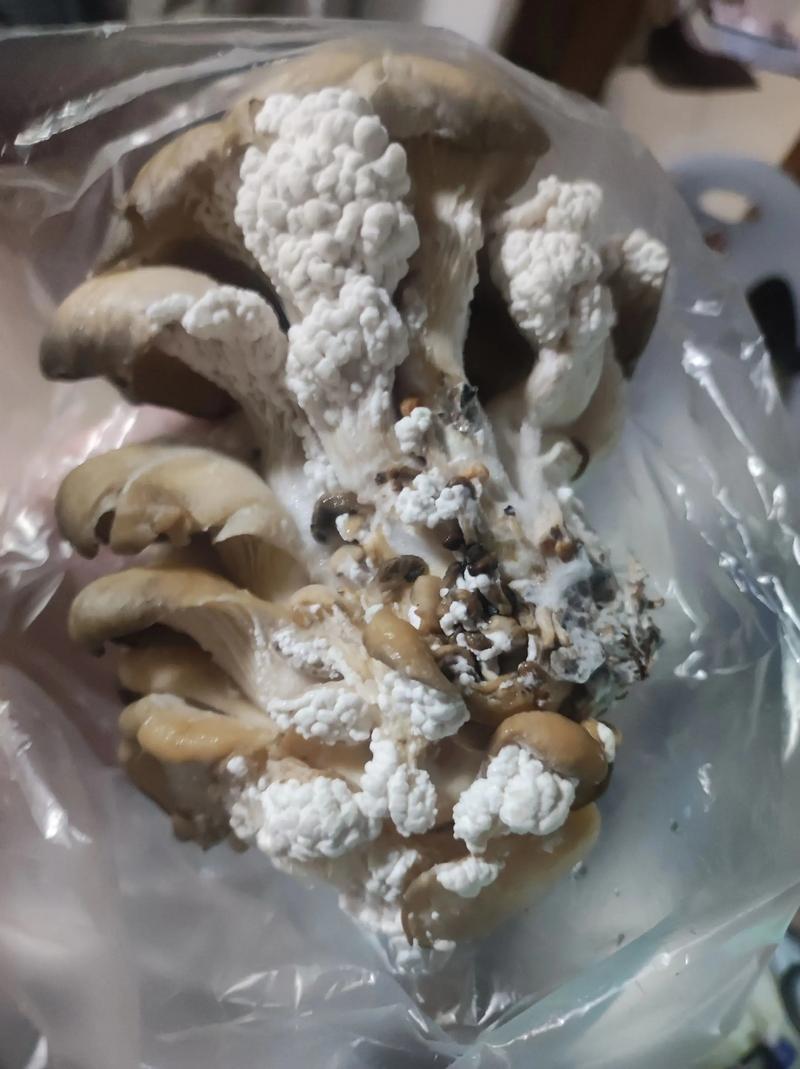 菌菇保鲜方法,我试过最管用的几招!-仁者医