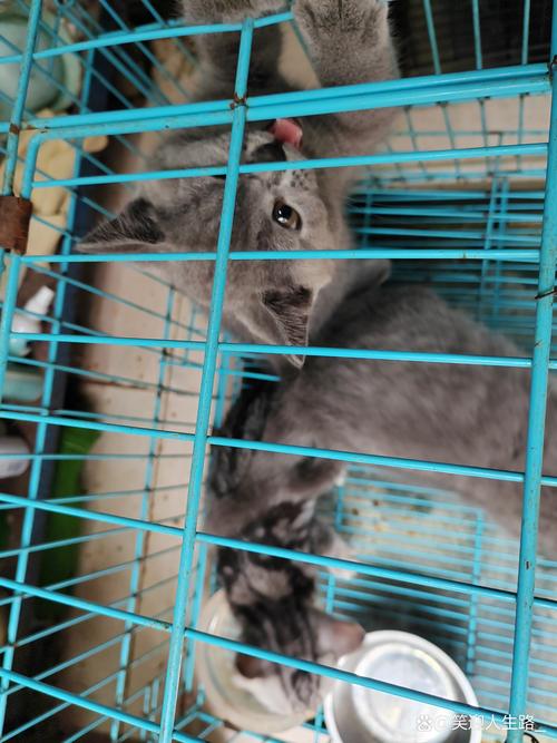宠物寄养笼里缩成球的应激蓝猫