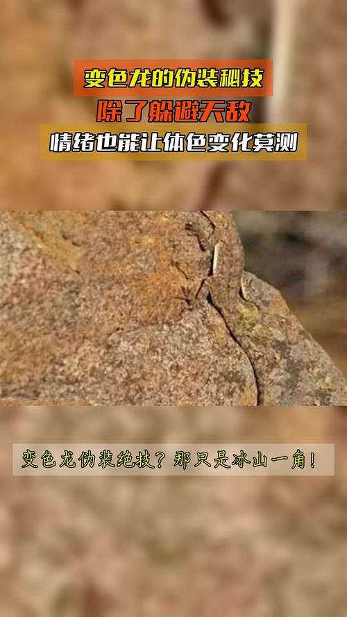 仿变色龙智能变色材料户外隐身测试实拍图