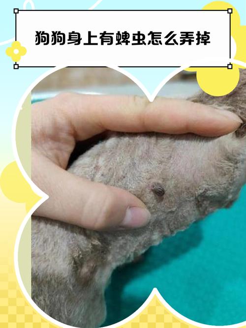 宠物体表跳蚤屎与蜱虫附着位置实拍图