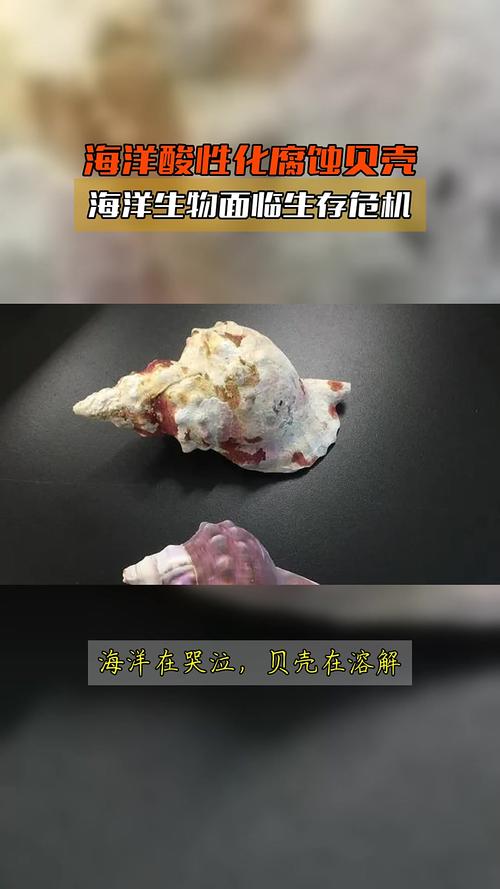 贝壳的未来:海洋酸化正在毁掉它们
