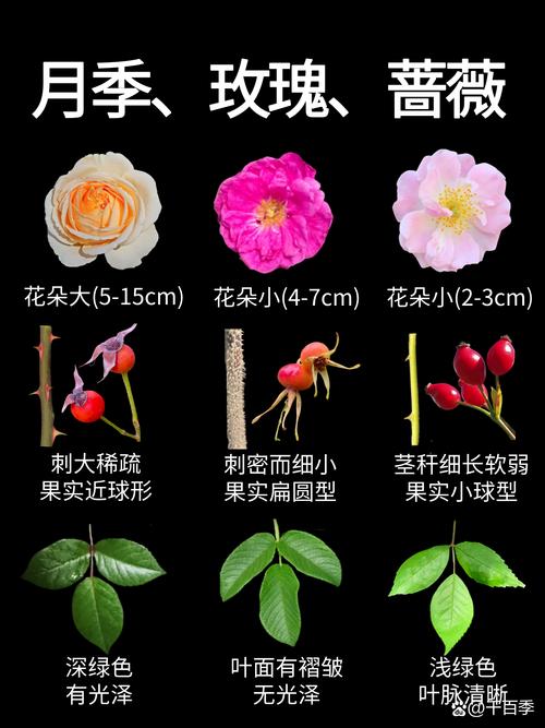 现代月季与玫瑰品种分类对比图