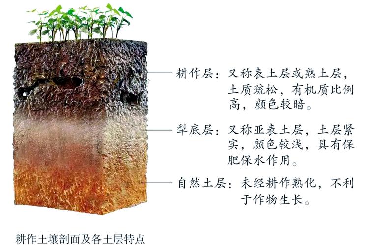 土壤剖面层次结构示意图，标注腐殖质层和淋溶层