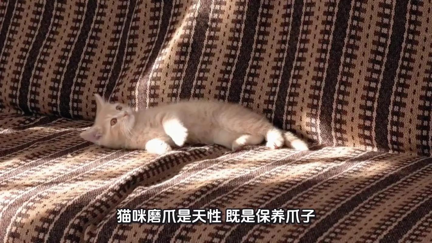 09 抓沙发:磨爪是天性