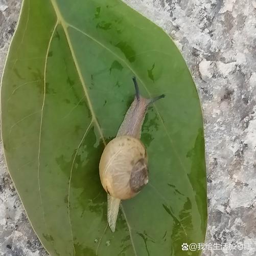 孩子蹲在公园人行道边观察蜗牛壳的细节