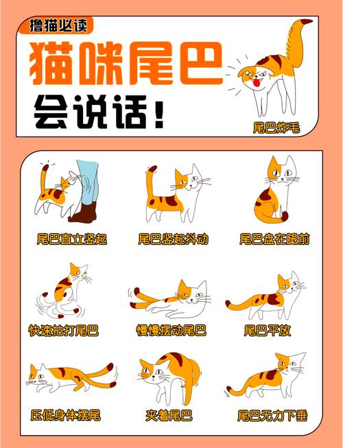 猫咪尾巴动作与情绪对应图解
