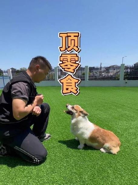 室内狗狗腰侧零食引导随行训练实拍