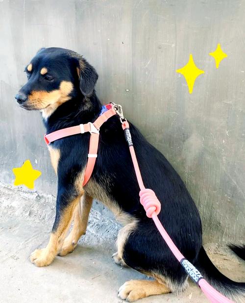 不同体型犬类牵引绳佩戴对比图