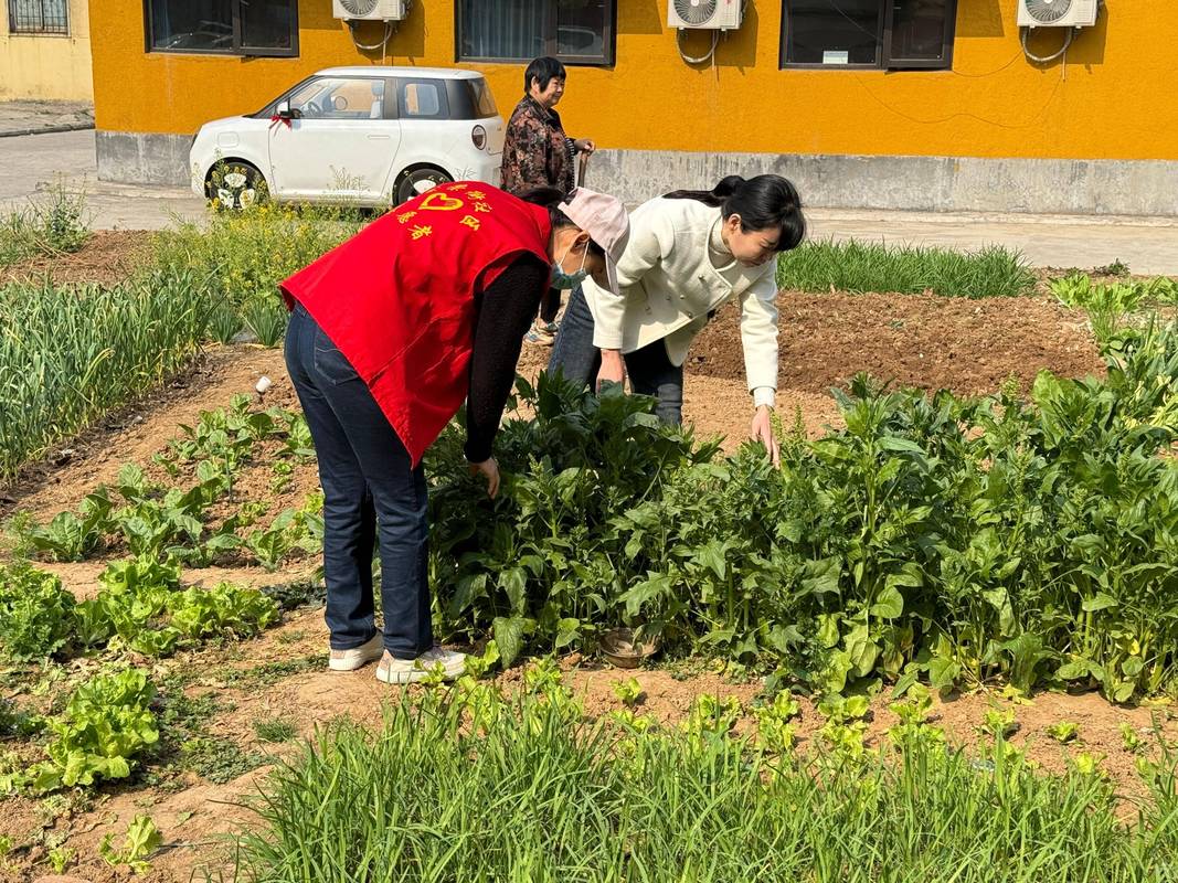 社区菜园邻居一起种植收获蔬菜