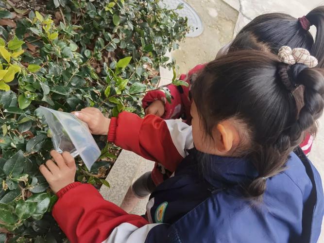 孩子在自然中观察树叶
