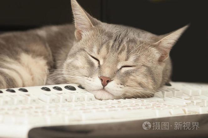 英国短毛猫蜷缩在笔记本电脑键盘旁睡觉