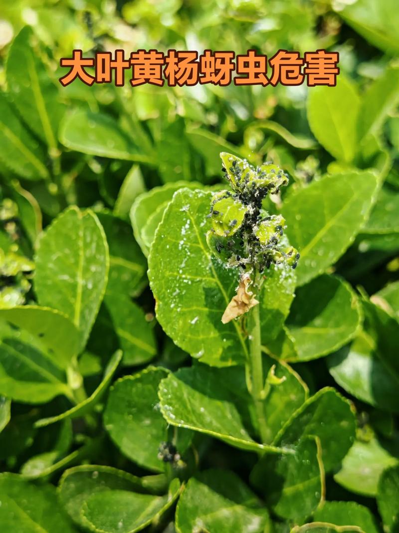 蚜虫侵害绿植叶片特写