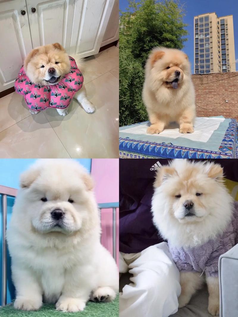 趴在客厅地毯上的奶油色松狮犬