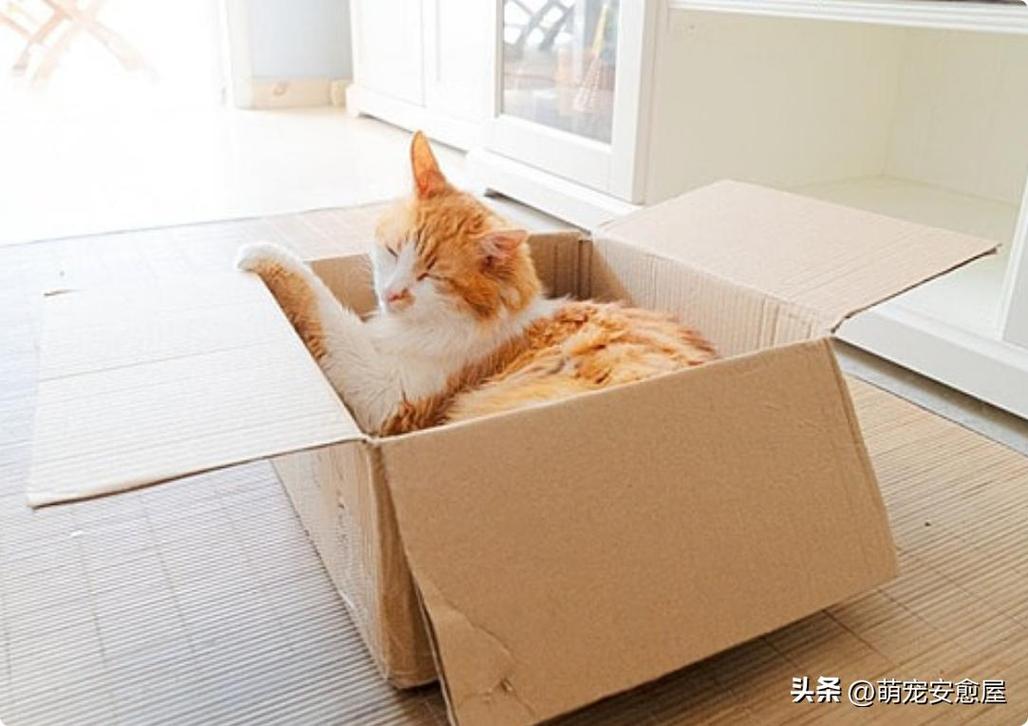 几千块的窝不睡,偏蹲快递纸箱子