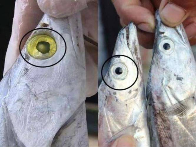 新鲜活鱼眼部鳃部状态对比图