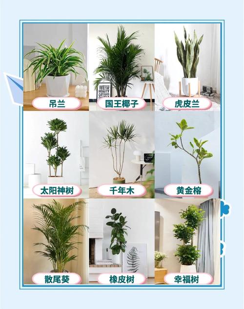 五、绿植能净化,但别指望它通风