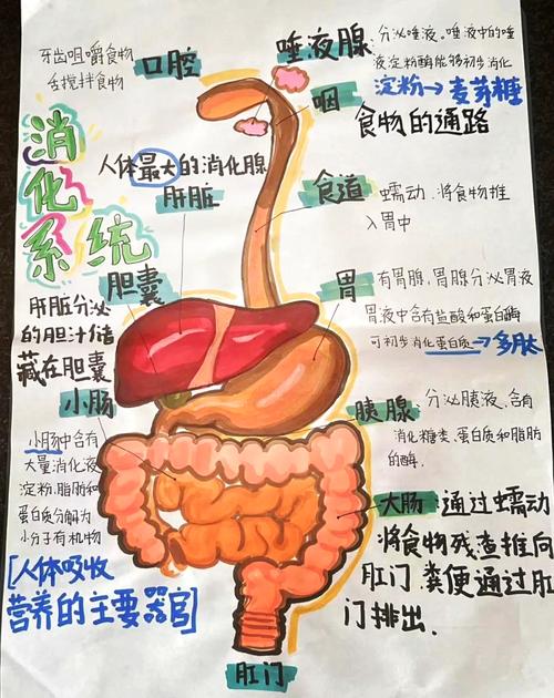 蹲在马桶上和娃聊人体消化系统，聊出了我之前没想通的事-大讲堂