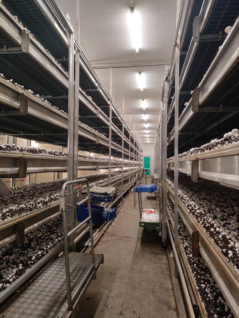 科研人物专访：蹲在实验室种蘑菇的结构生物学破局者