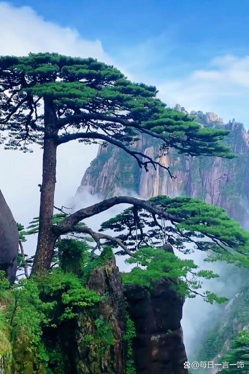南漳荆山山顶野生古松景观