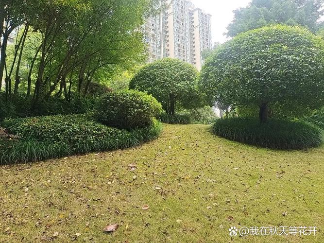 城市小区堆积落叶的花坛生态实拍