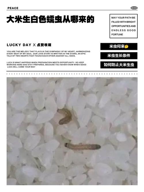 大米里隐藏的米虫卵显微实拍图