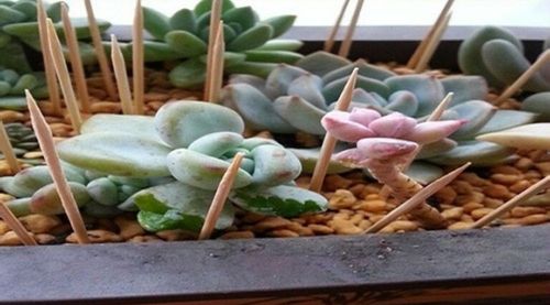 干牙签检测盆土干湿操作图