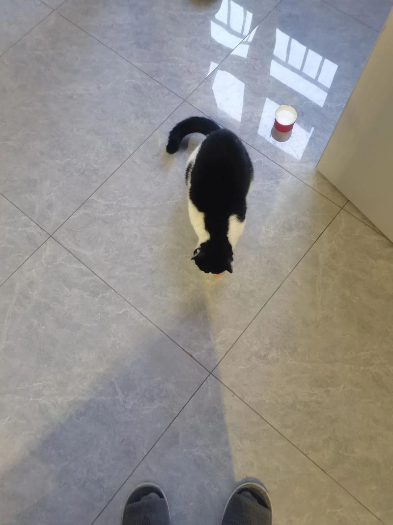 猫咪蹲在家门口等待主人回家实拍