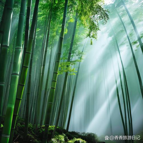 安吉竹海晨雾中伐竹场景
