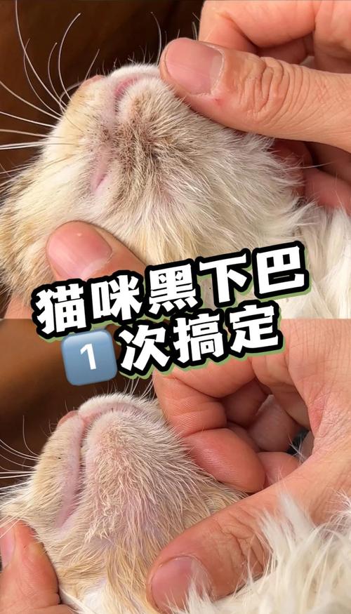 用软毛牙刷轻刷猫黑下巴的实操图