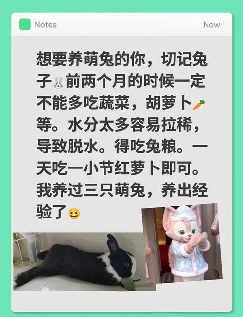 新手家庭宠物喂养常见误区对照表