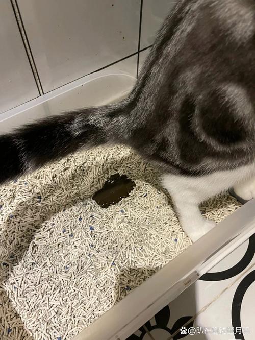 猫咪换粮后软便蹲猫砂盆实拍场景
