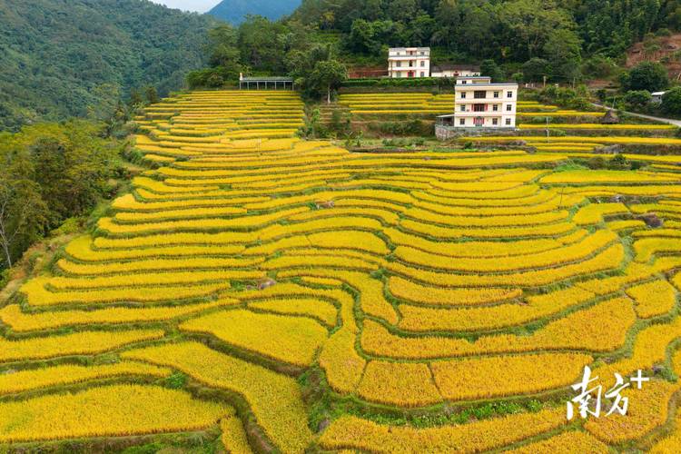 安徽石台县山坳里的硒米梯田秋收场景