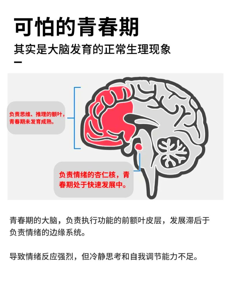 五、青春期:孩子不是变坏了,是脑子在“改建”