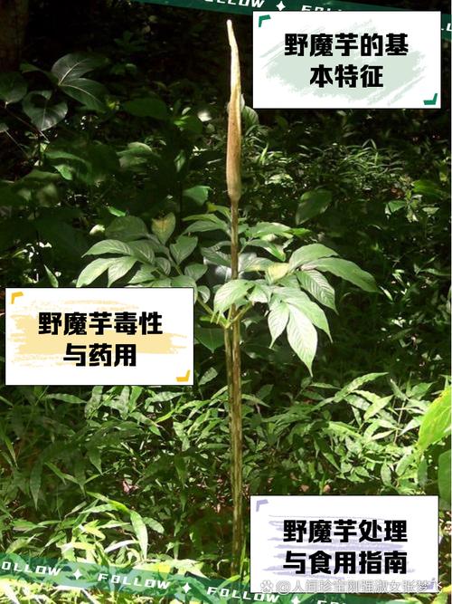 湖北南漳山野种植的新鲜魔芋