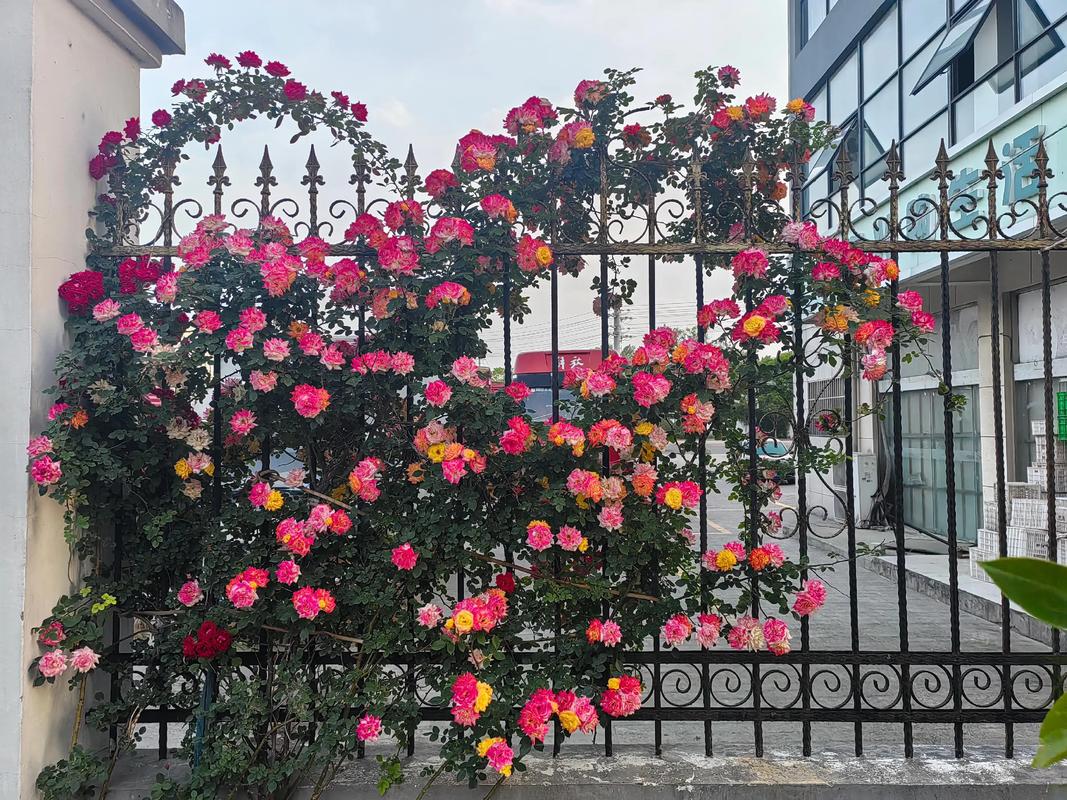 防腐木栅栏花园爬藤月季实景