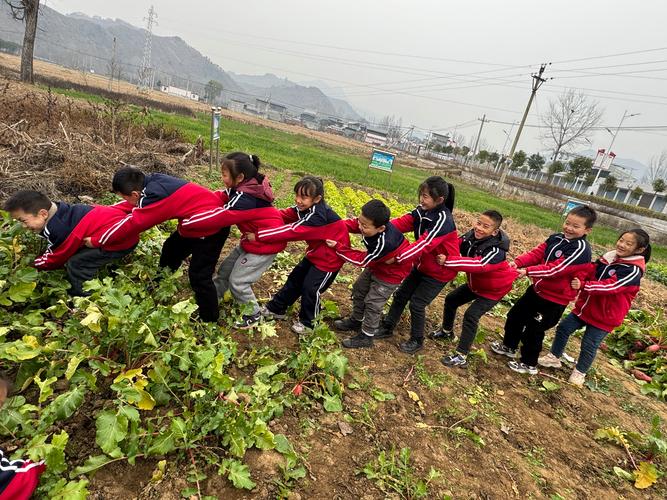 小学生校园菜地拔萝卜满头汗