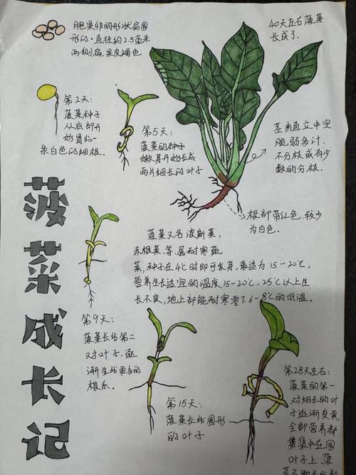 中小学跨学科项目式学习菜园探究记录海报