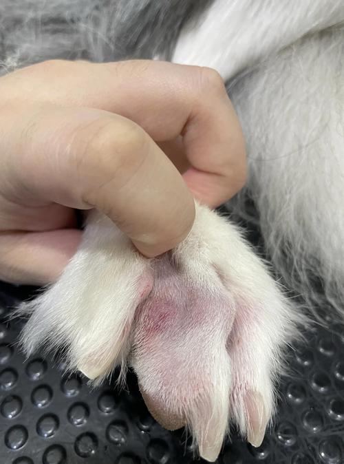 狗狗过敏舔脚泛红脚部实拍