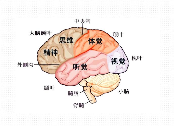 大脑前额叶功能与儿童拖延关系图解